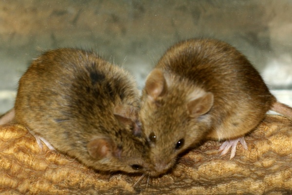 The oral cavities of mice frequently come into contact during social interactions. This results in the transfer of chemical signals and often various pathogens as well. Photo: Romana Stopková
